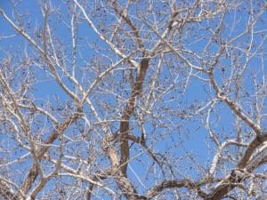 Cottonwood Tree - Spring Season